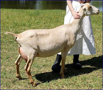 ELITE Caelum Parvum FPSC Dynasty 2*M