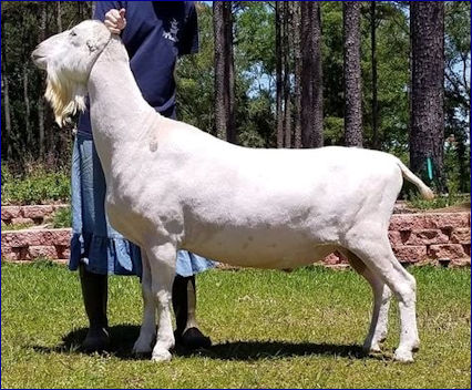 CH Caelum Parvum RM Xavier