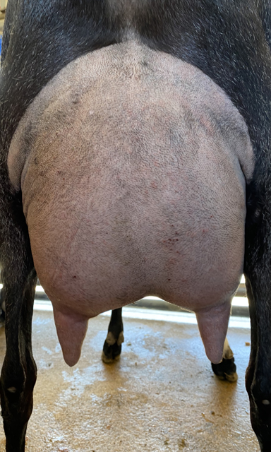 SGCH Redwood Hills Atlas Sachi 8M* LA: VEEE 91 DHIR: DIM 364 2664 141 100 TOP 73%