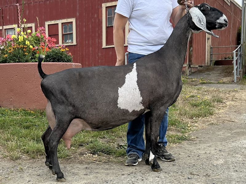 SGCH Redwood Hills Atlas Sachi 8M* LA: VEEE 91 DHIR: DIM 364 2664 141 100 TOP 73%