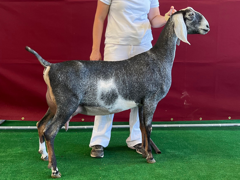 Redwood Hills Vision Sanskirt 9*M LA: VVVE 88 DHIR: 2506 134 100 TOP 86%