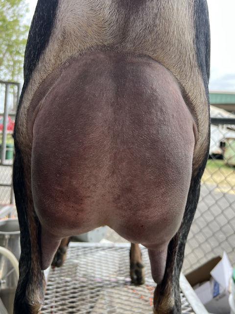 Redwood Hills Vision Sanskirt 9*M LA: VVVE 88 DHIR: 2506 134 100 TOP 86%