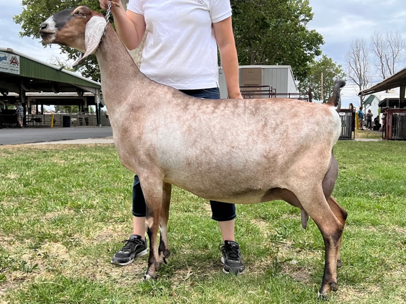 GCH Redwood Hills Vision Tanzanite 10M* LA: EVEE 90 DHIR: 3033 149 123 TOP 96%