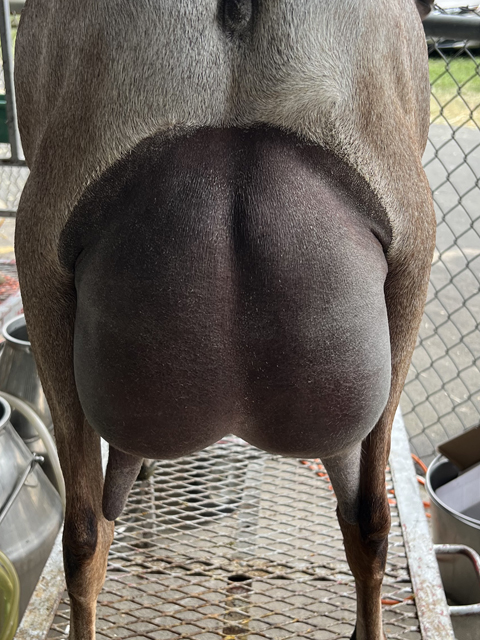 GCH Redwood Hills Vision Tanzanite 10M* LA: EVEE 90 DHIR: 3033 149 123 TOP 96%