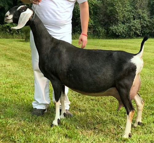 SGCH Blissberry RH Vallelujah 7M* LA: EEEE 93 DHIR: 3510 185 144 TOP 97% 2019 & 2021 ADGA National Show Top Performer
