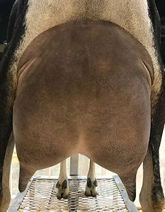 SGCH Blissberry RH Vallelujah 7M* LA: EEEE 93 DHIR: 3510 185 144 TOP 97% 2019 & 2021 ADGA National Show Top Performer