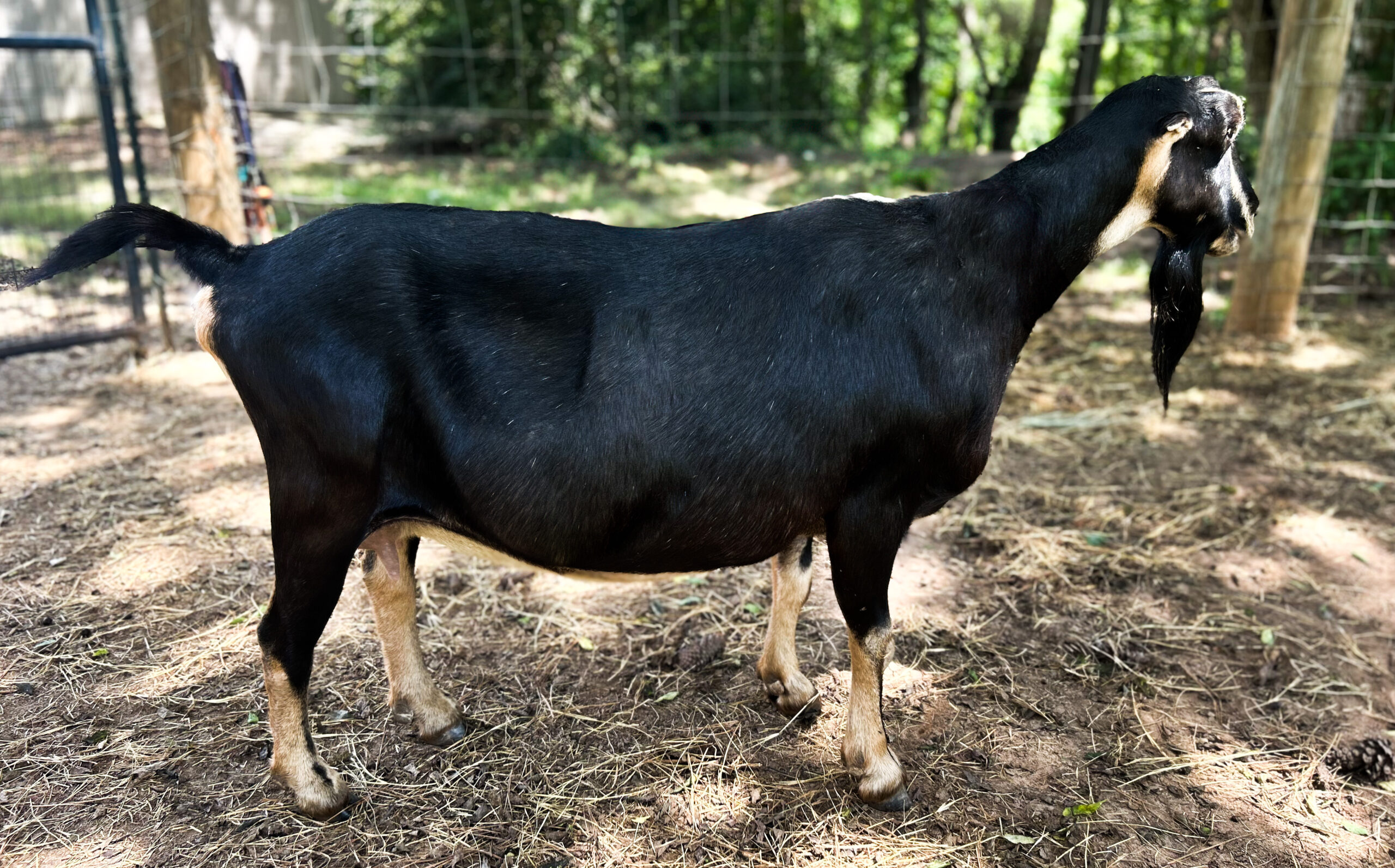 SG Hammock Haven Katlyn 91 EEEE