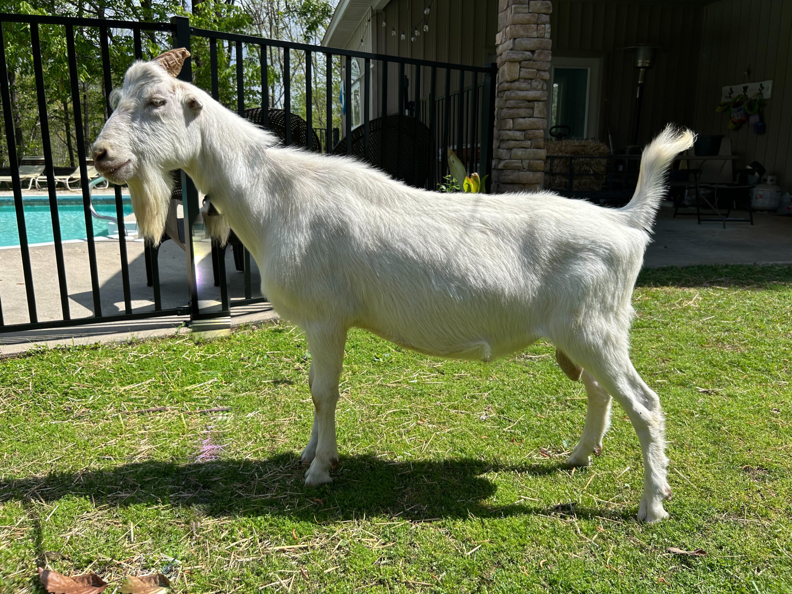 *B Sirocco Ridge Farm
