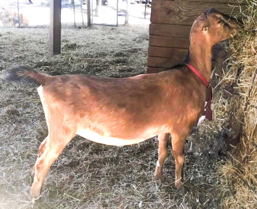 Hammock Haven Katerina