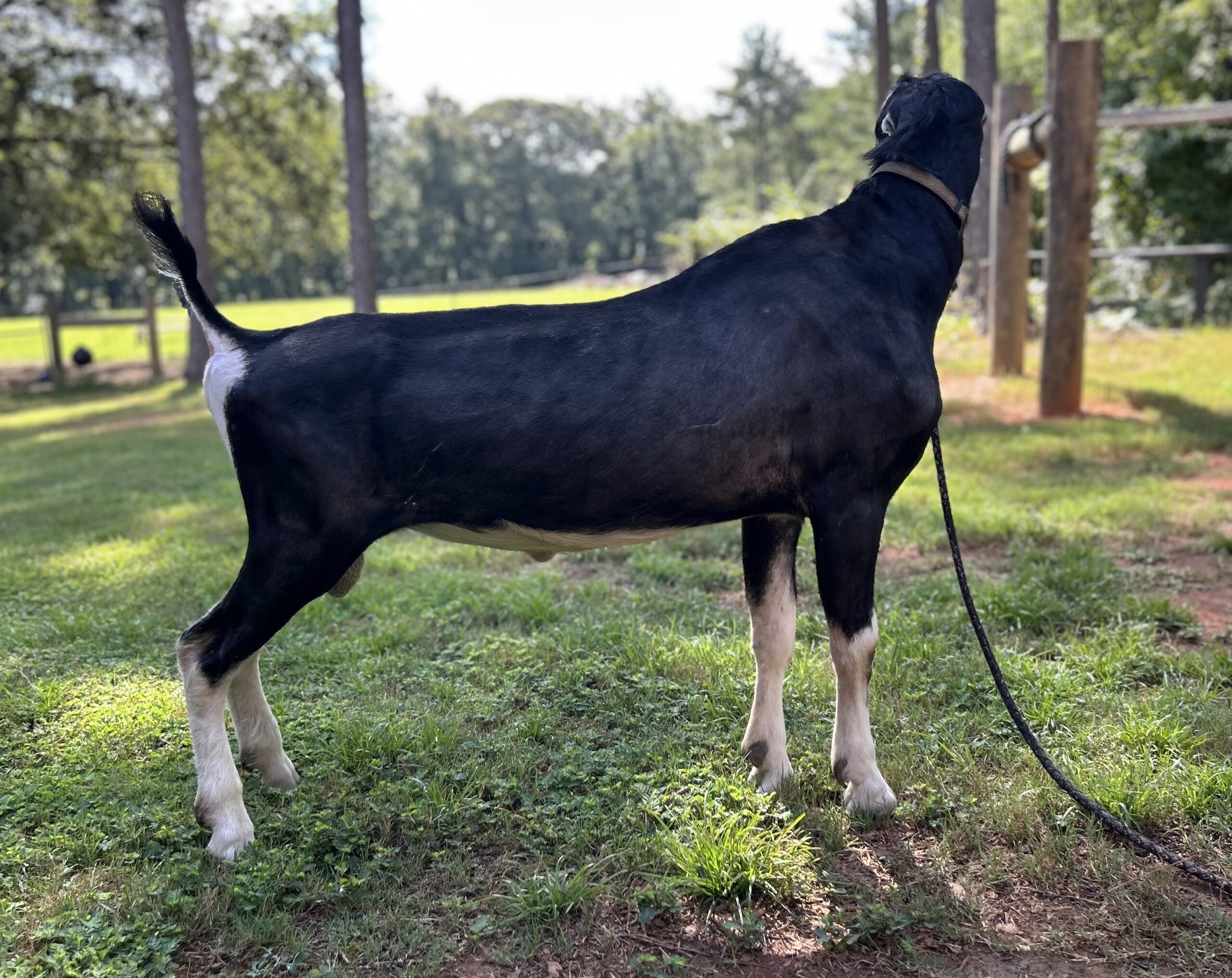 Hammock Haven Paladin