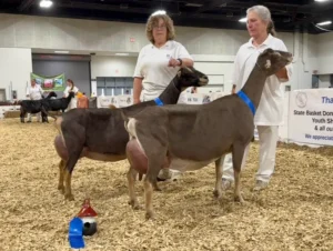 Sire’s dam: GCH ELITE Rockin-CB RAJ Katana 9*M EX94 (2024/2025 National Champion/2023 Reserve National Champion) (2023 Breed Leader) Sire’s Dam’s Dam: SGCH ELITE Rockin-CB RZ Haiku 8*M EX95 (2021 National Champion/ 2024 Reserve National Champion)