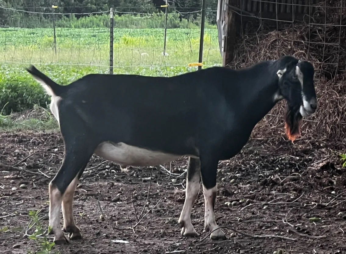 *B Rockin-CB JA Platinum