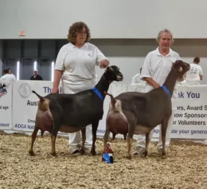 Sire’s dam: GCH ELITE Rockin-CB RAJ Katana 9*M EX94 (2024/2025 National Champion/2023 Reserve National Champion) (2023 Breed Leader) Sire’s Dam’s Dam: SGCH ELITE Rockin-CB RZ Haiku 8*M EX95 (2021 National Champion/ 2024 Reserve National Champion)