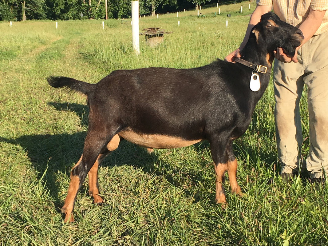 Sirocco Ridge Farm Lincoln *B