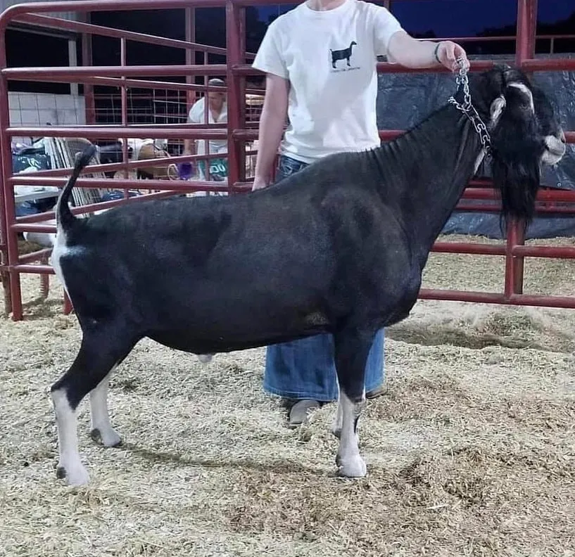 SG ELITE +*B Lucky*Star's ME Henning