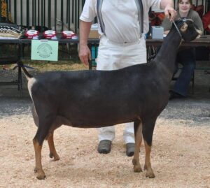 SGCH ELITE Lucky*Star’s RJ Lara 6 *M