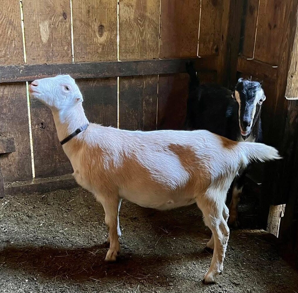 SG Hammock Haven Katlyn 91 EEEE